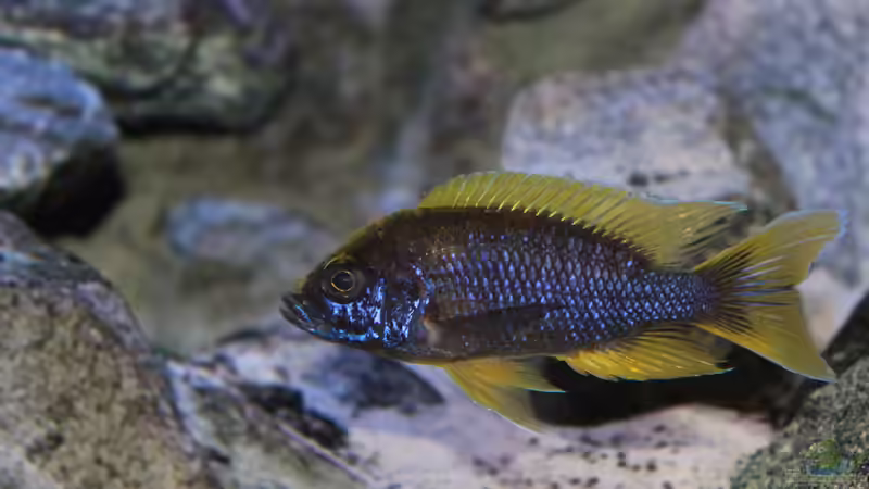 ... und noch ein neues Bild von Marco O. (77)