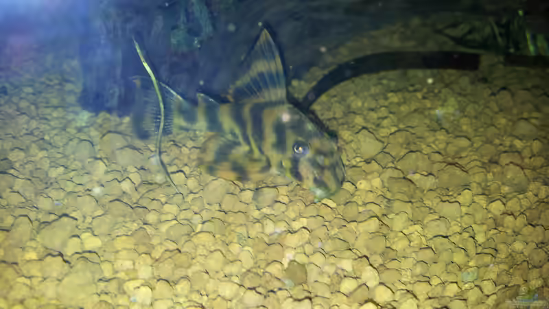 ... und nochmals in seiner vollen Pracht von Ferbi (45)