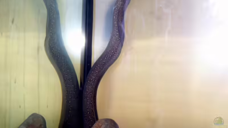 ... und wartet auf´s Abendessen von Killi (6)