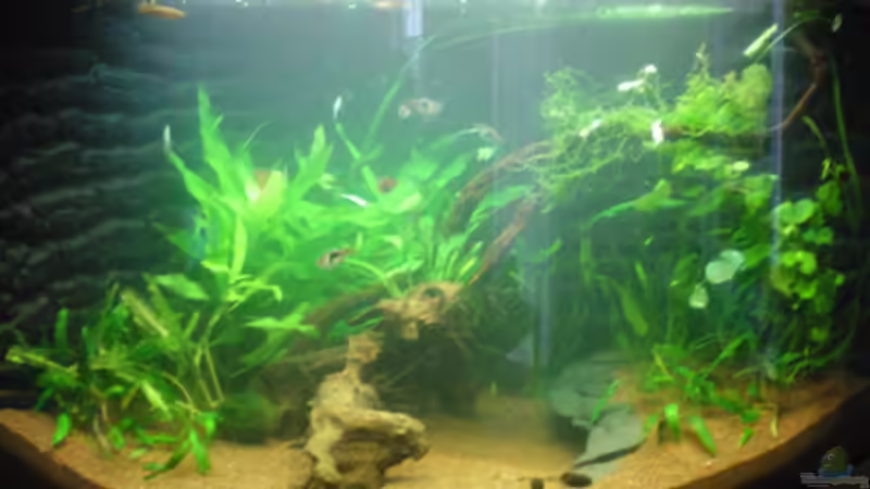 ... Voll gefüllt und getestet, Wasserwerte dank des ´alten´- und Osmose- Wassers von Thomas Ahrens (32)