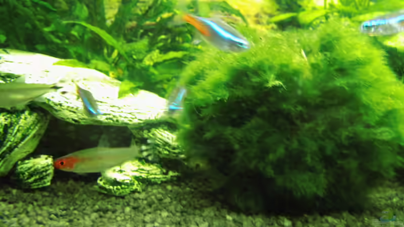 ... von aqua david (11)