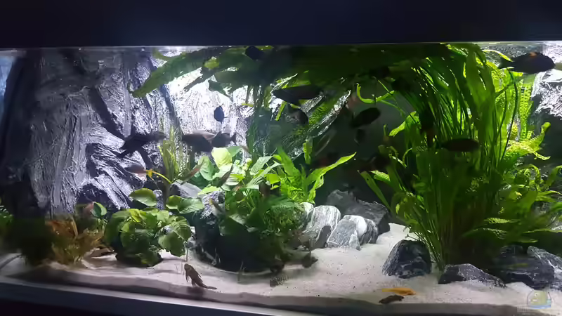 --- von da Dida (10)