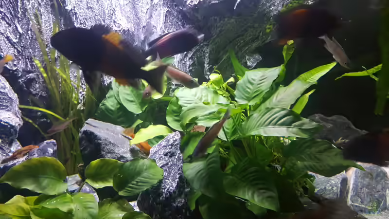 --- von da Dida (11)