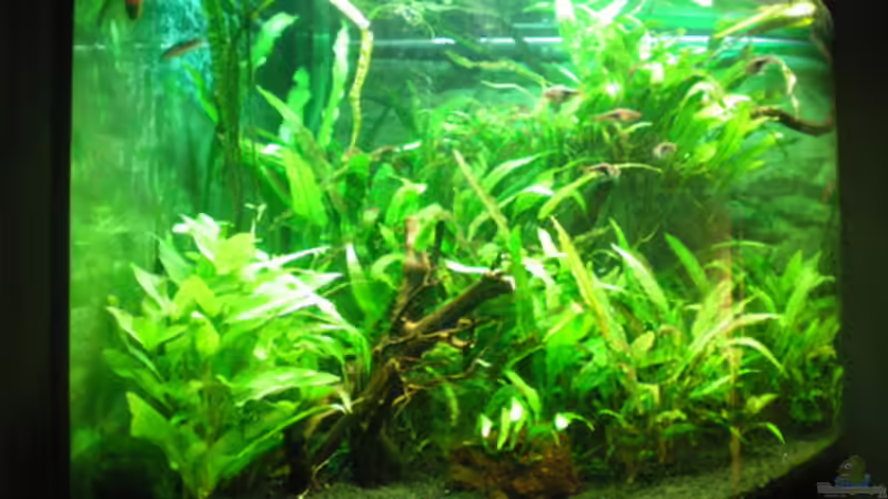 ... von links... von Thomas Ahrens (5)