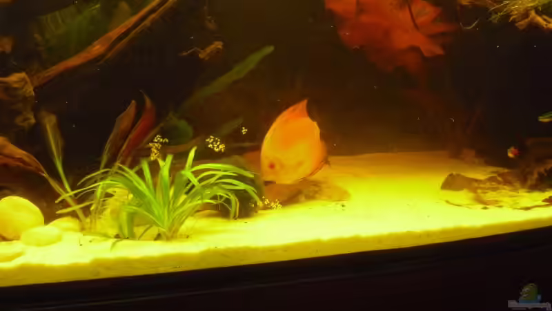 ... von links. von nemo0109 (51)