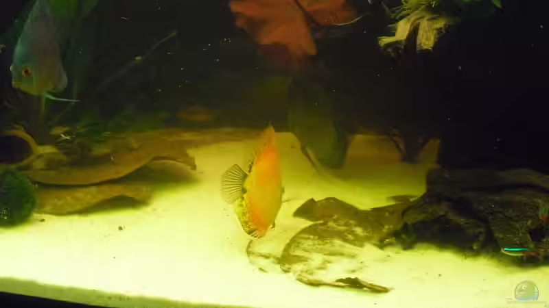 ... von rechts hinten ... von nemo0109 (50)