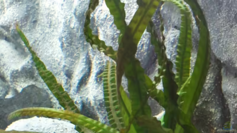 ...? von Roman Cavelty (4)