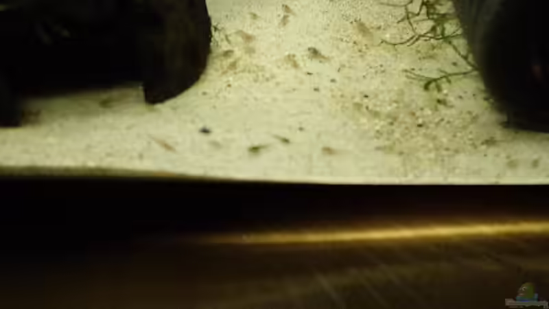 ... von Torsten Bullmahn (19)