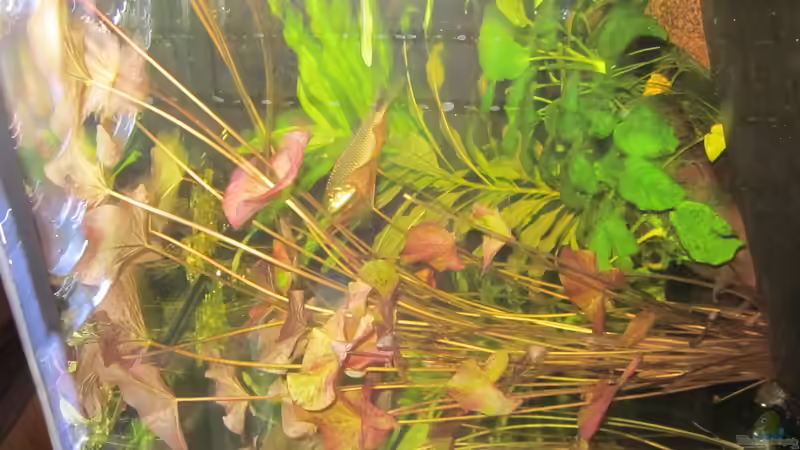 ... Wasserlotus von RenSa (13)