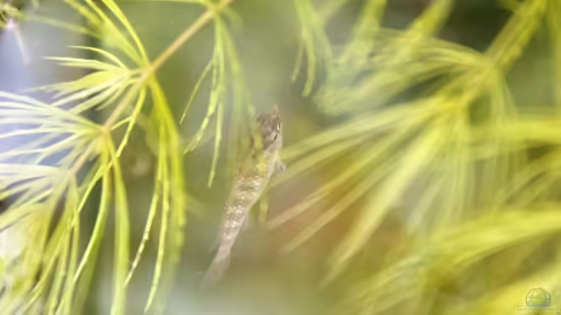 ... wenn die Sonne hineinscheint ... von Laufilauf (32)