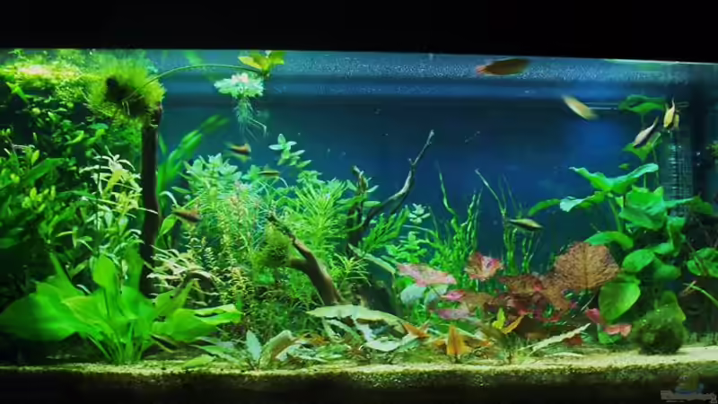 ...11.04.2010... von Zebraschneggla (9)