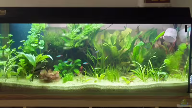 ...2... von Zebraschneggla (3)