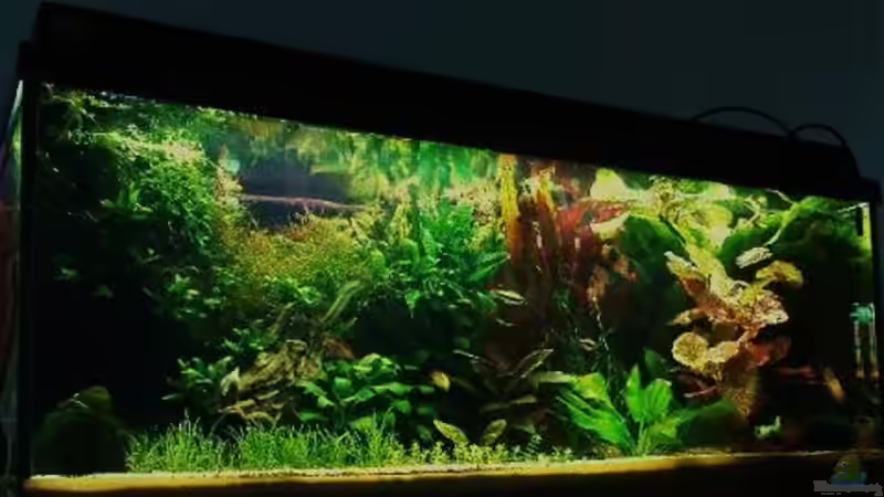 ...4... von Zebraschneggla (5)