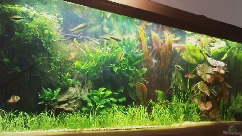 ...5... von Zebraschneggla (6)