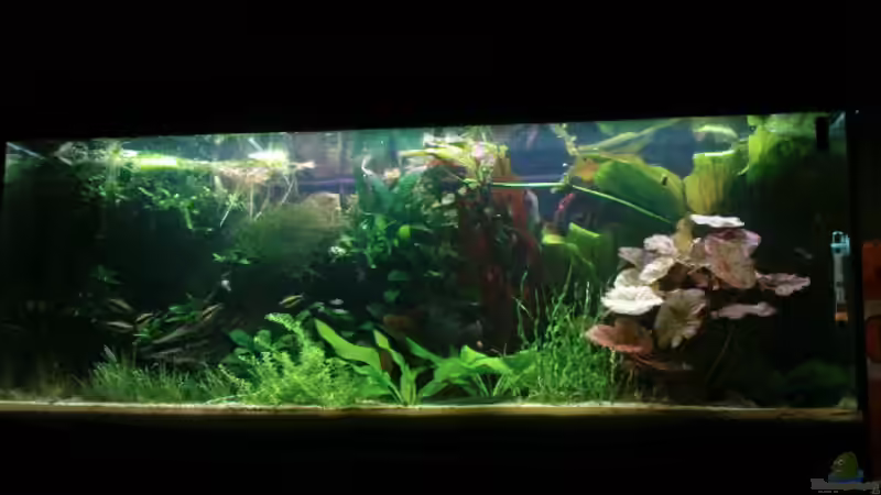 ...6... von Zebraschneggla (7)