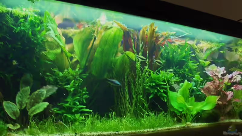 ...7... von Zebraschneggla (8)