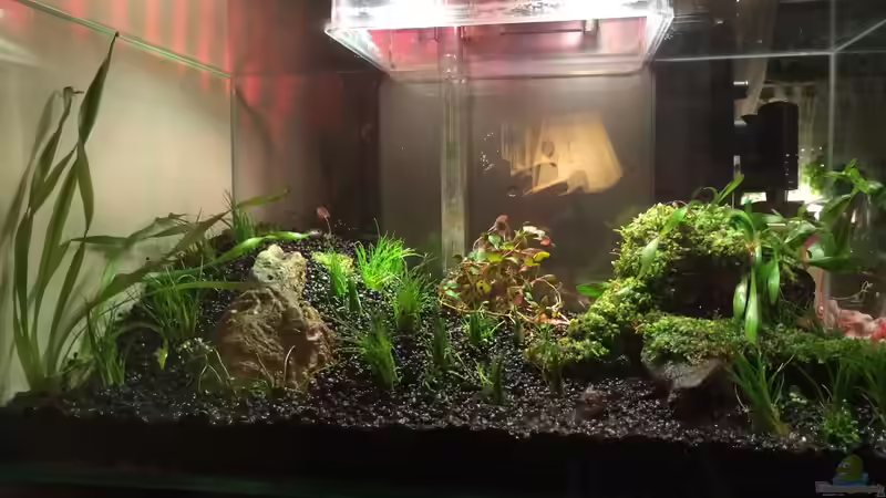 ...all set up.. von hawaii (9)