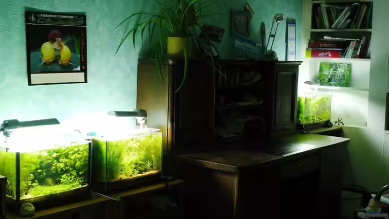 ...alle drei Bechen auf einen Blick von A. G. (4)