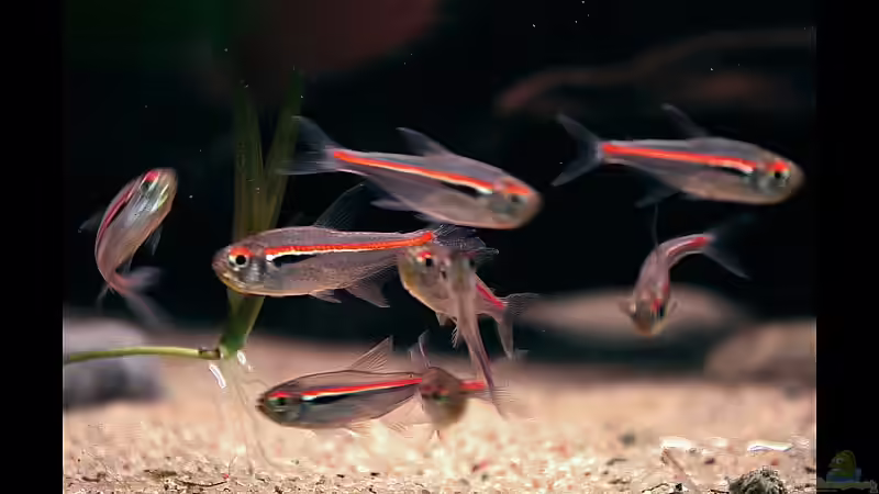 ...Amapa Salmler... von vixen (23)