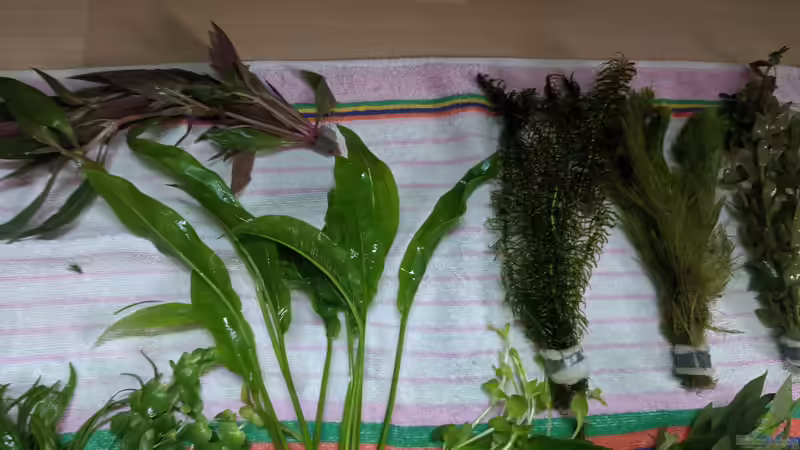 ??? - Argentinischer Froschlöffel - Wasserpest - Haarnixe - ??? von Ameisenalex (44)