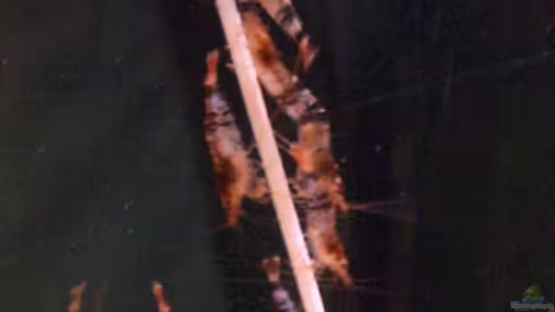 ...auf einer Nudel von Der Analyst (19)