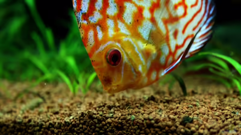 ...auf Futter-Suche... von Sue (58)