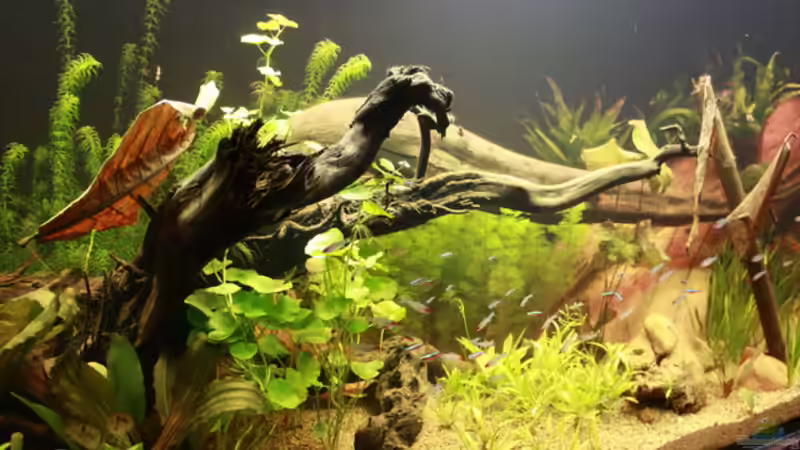 ...aus den Anfängen im April 2011 von Erni77 (3)