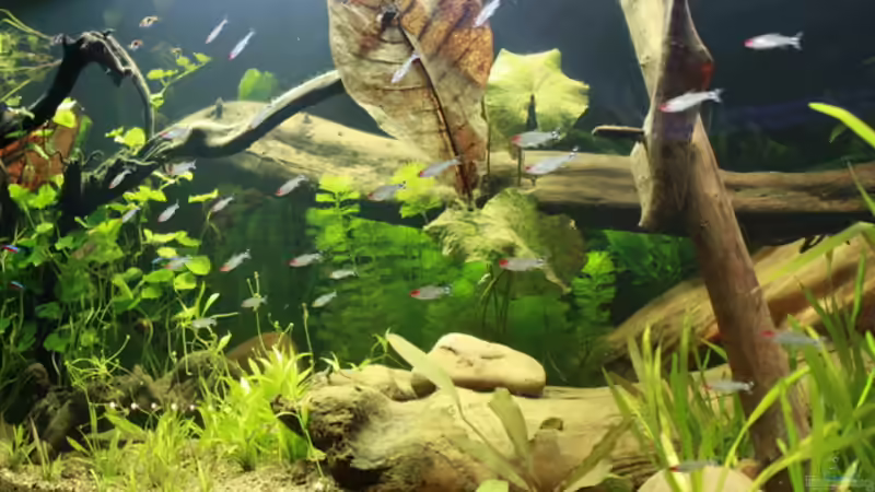 ...aus den Anfängen im April 2011 von Erni77 (6)