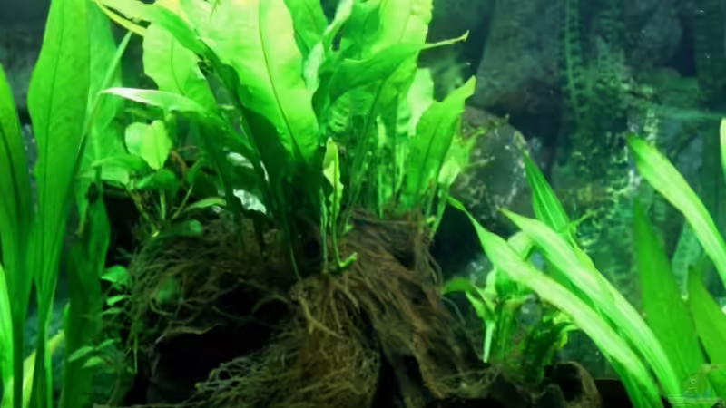 ...bepflanzte Wurzel (13.08.2011)... von Sue (34)