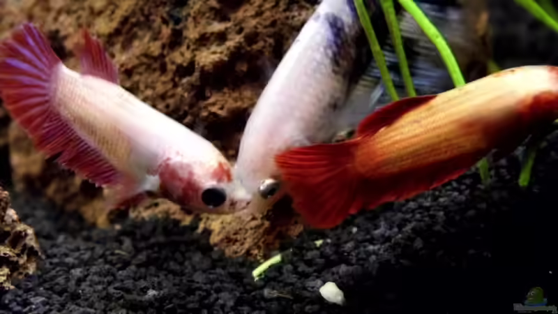    Betta splendens -Mänchen mit zwei Weibchen von snooze (20)