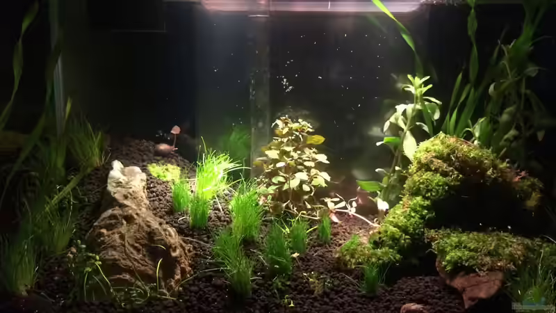 ...clear.. von hawaii (13)