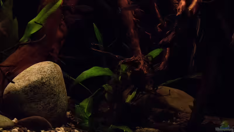 .. Dämmerung .. mit die schönste Zeit ´lichttechnisch´ vorm Becken zu sitzen .. von AjakAndi (5)