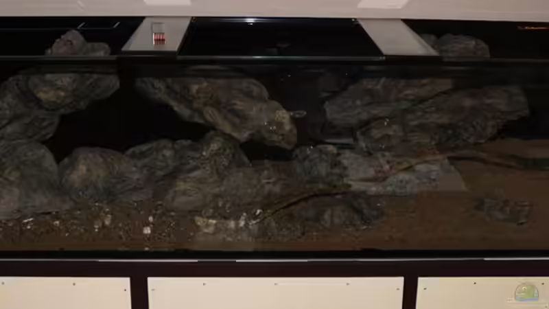 .. das ganze dann mit eingebrachtem Bodengrund!! von AjakAndi (31)