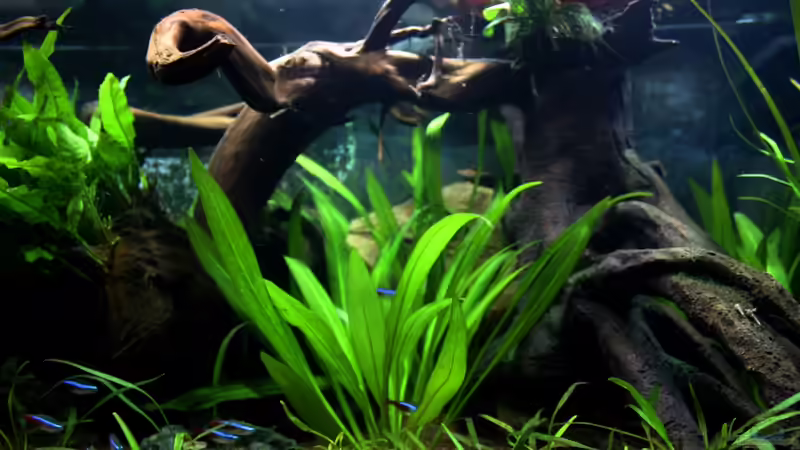 ...das neue ´Wurzel-Bauwerk´!... von Sue (33)