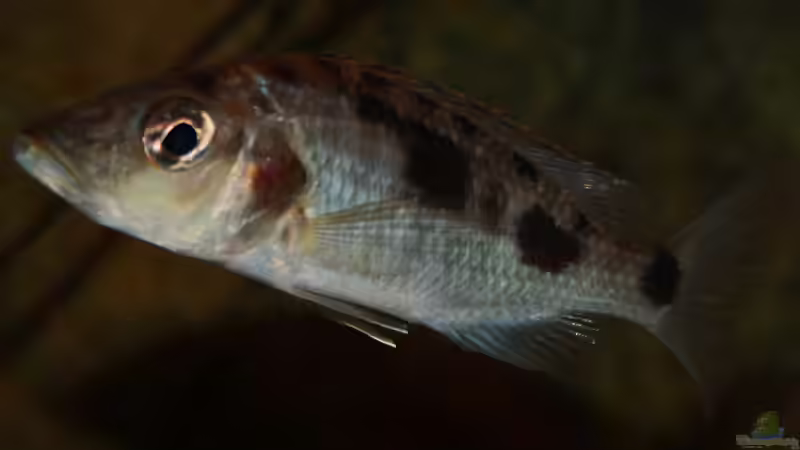 ...das Weibchen von Florian Bandhauer (98)