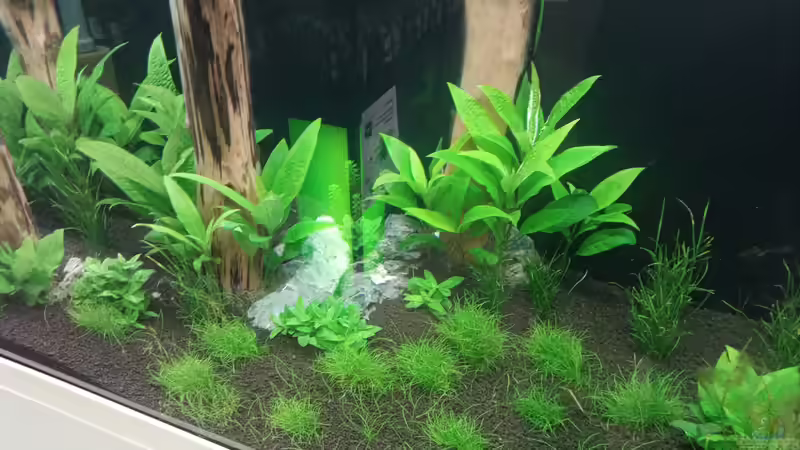 ...der ´Rasen´ wird langsam immer dichter ^^ von Torsten Bullmahn (30)