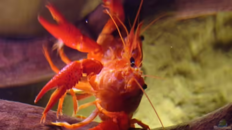 ...deswegen Wurzeln bis oben !!! Luft holen... von manzanarez (14)