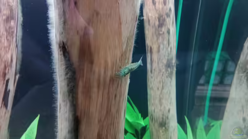 ...die Amano-Garnelen wachsen unglaublich schnell!!! Beim einsetzen waren die Tiere von Torsten Bullmahn (57)