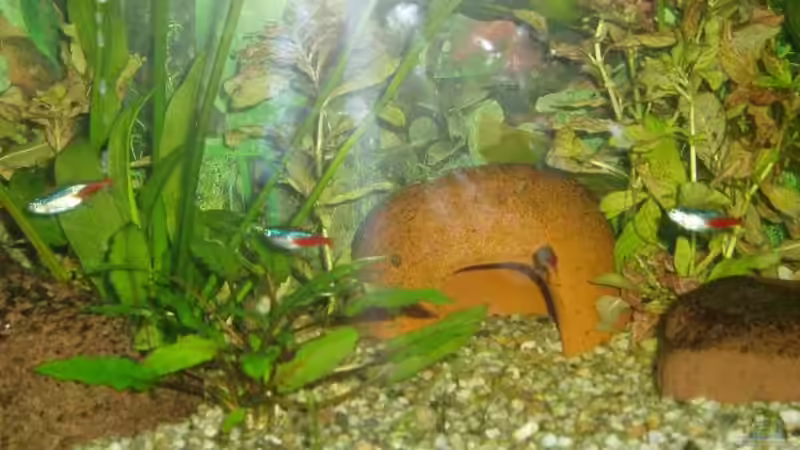 ...die Dekoration in der gleichen reihenfolge... von Felix Roedl (7)