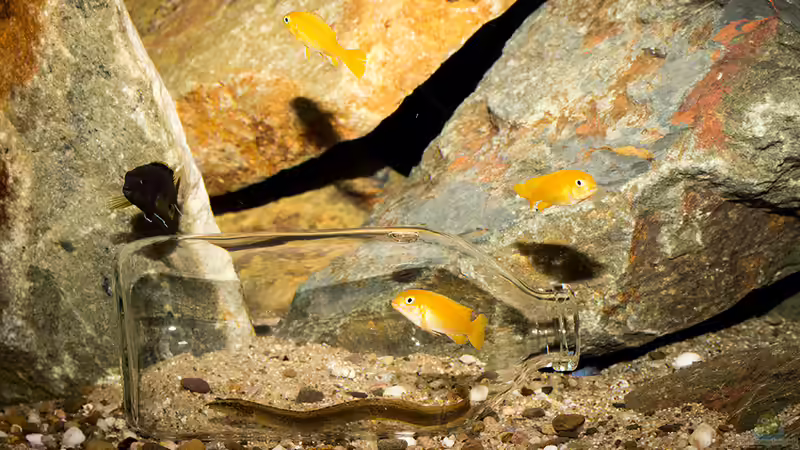 .. die Futterflasche ist nur zeitweise im Becken und gehört nicht zur Standarddekoration von AjakAndi (11)