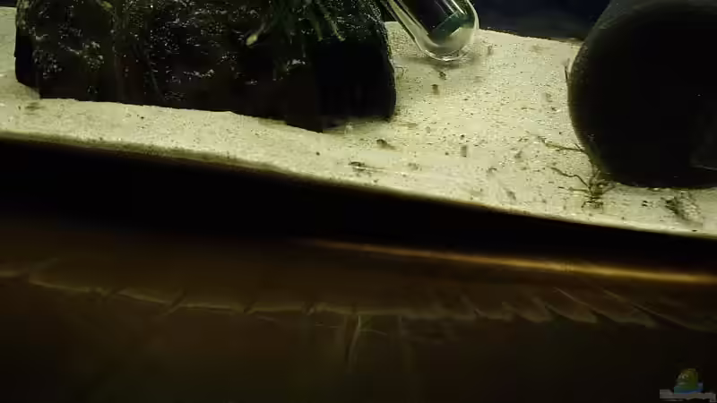 ...die jungen Welse gründeln sehr gerne in den sehr feinen Quarzsand umher... von Torsten Bullmahn (12)