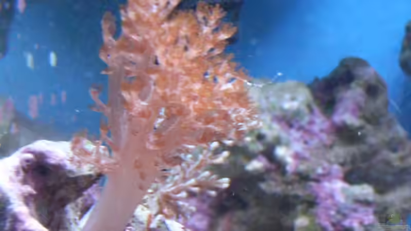 ...dieses Bäumchen ist ein Geschenk des LS! von Christian Marx (5)