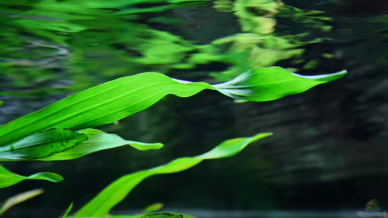 ...Echinodoren-Blatt... von Sue (21)