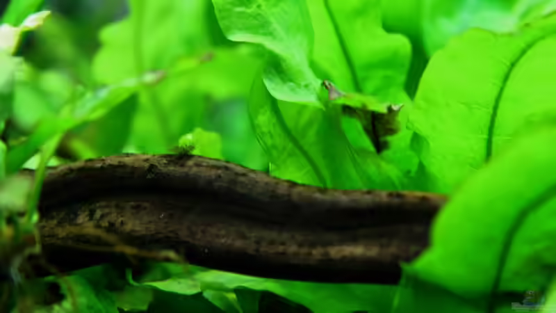 ...ein kleines Algenbüschel auf der Mitte der Wurzel... von Sue (24)