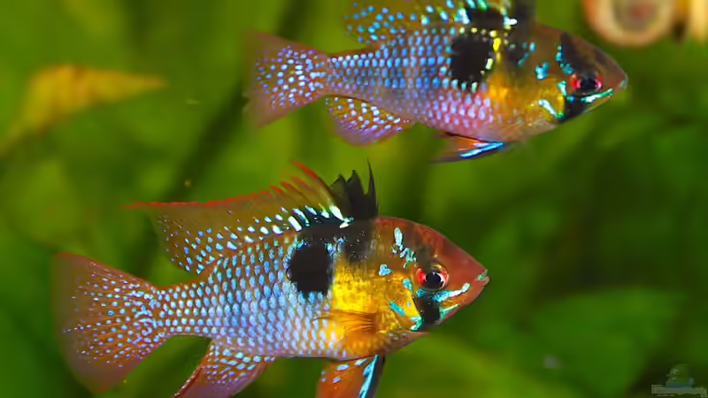 ...ein Traumpaar von diveman (35)