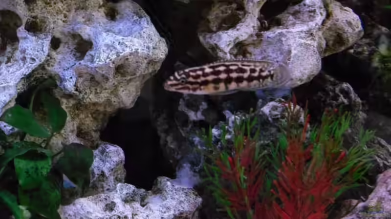 ...einer der alten Schachbretter... von Uwe Baumgarten (28)