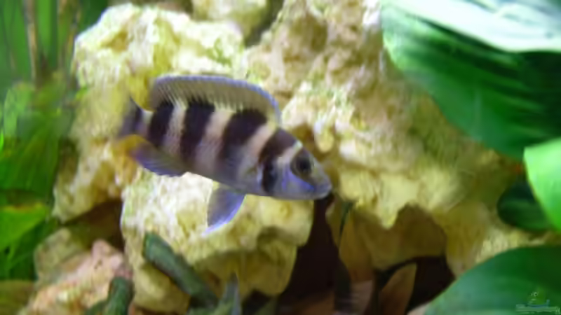 ...einer der ersten Bewohner... von Uwe Baumgarten (22)