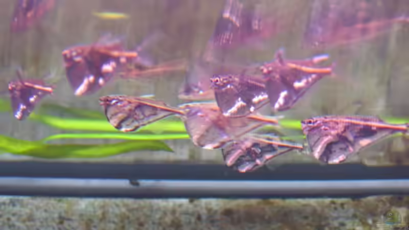 ...einer sprang zu weit , da waren es noch neun... von xmarkusx (7)