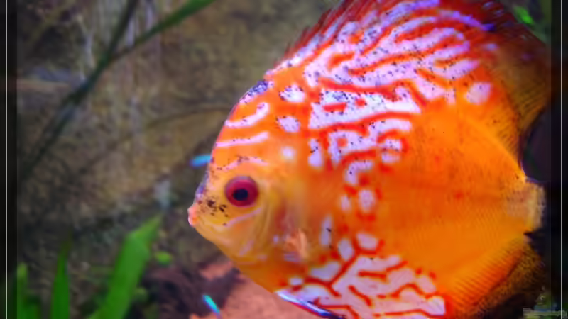 ~~~   Elsbett Brammel  ... zickig ohne Ende   ~~~ von Holger Rauhe (18)