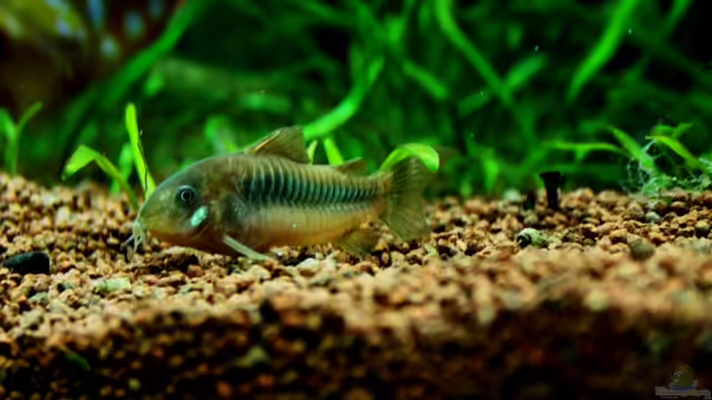 ...endlich hat mal wieder ein Wels zum fotografieren stillgehalten!!!... von Sue (63)